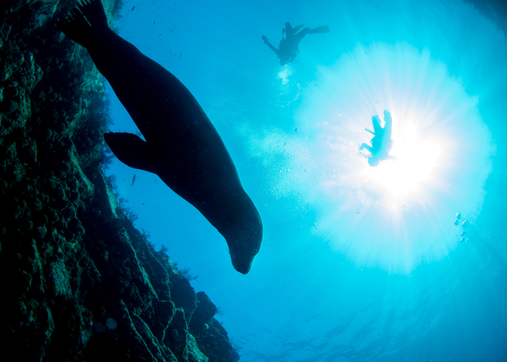 Diving in Galapagos