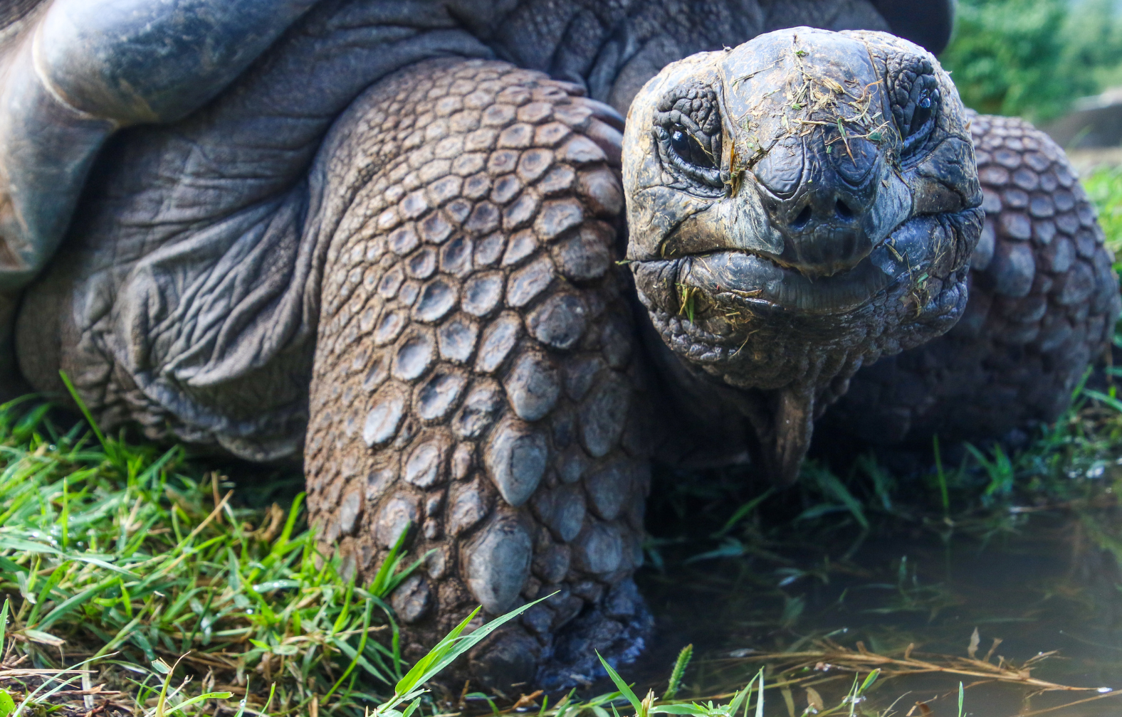 Galapagos Giant Tortoise