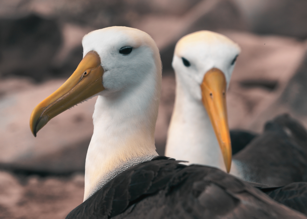 Waved albatross